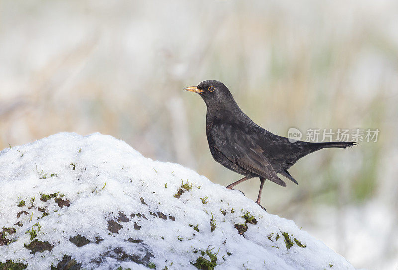 普通的黑鹂，Turdus merula在雪地上